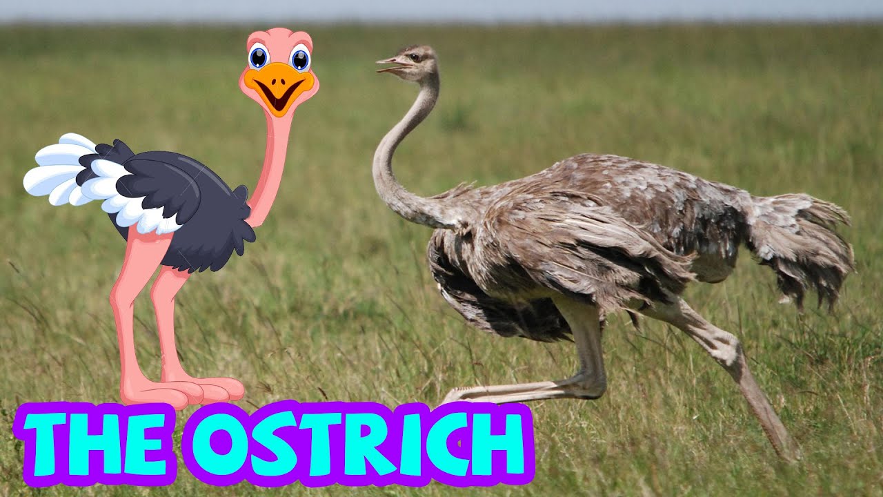 What is an Ostrich in English?