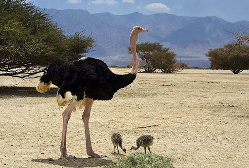 What is an Ostrich in English? Gallery 2