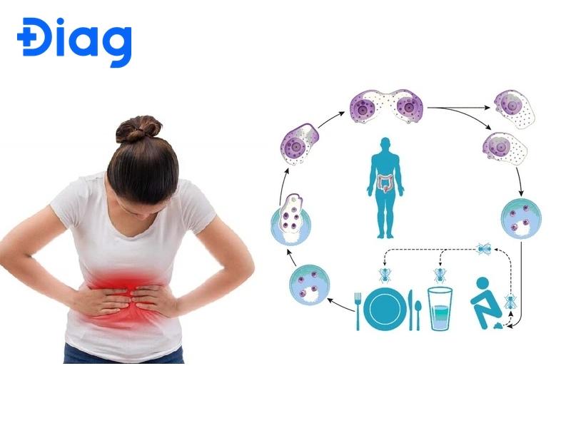 Trùng Kiết Lị Kí Sinh Ở Đâu? Gallery 2