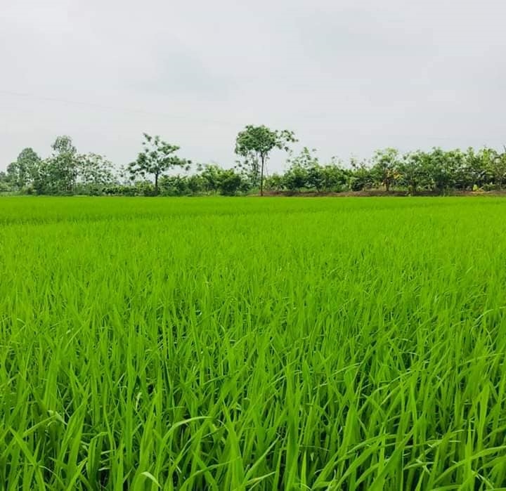 Con gái con lứa là gì?