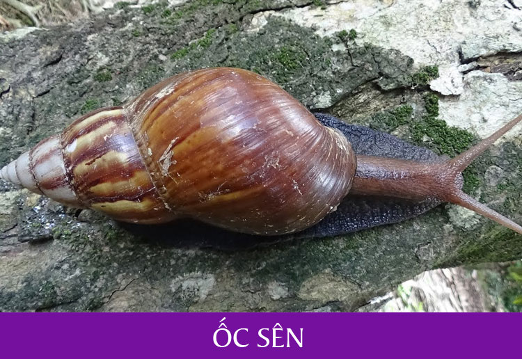 Con gì ăn ốc sên?