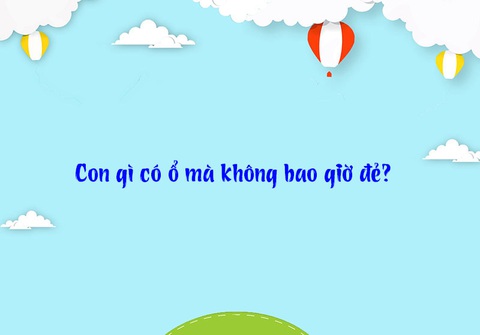 Con gì có ổ nhưng không bao giờ đẻ?