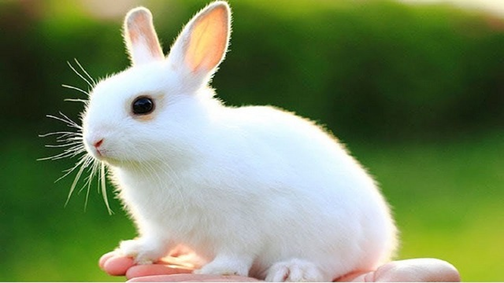 Con gì đuôi ngắn tai dài mắt hồng lông mượt có tài chạy nhanh?
