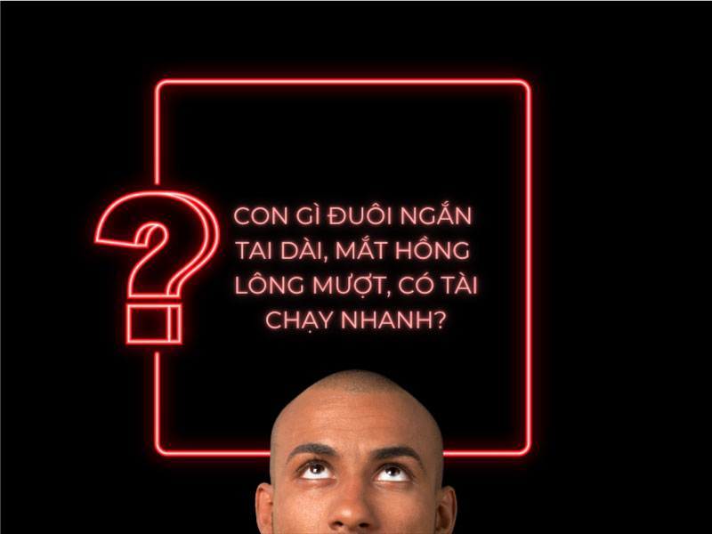 Con gì đuôi ngắn tai dài mắt hồng lông mượt có tài chạy nhanh? Gallery 1