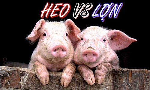 Heo và Lợn Khác Nhau Chỗ Nào?