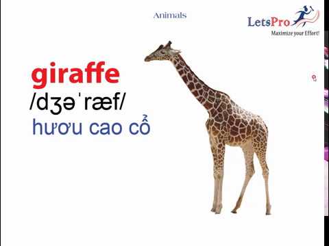 What is a Giraffe in English?