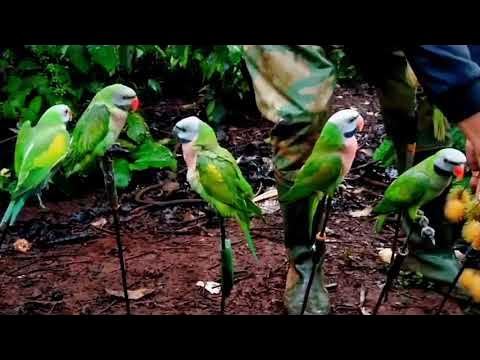 Két và Vẹt: Sự khác biệt và điểm giống nhau