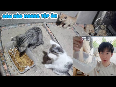 Con Mèo Tôi Nuôi Kiếp Này Gallery 2