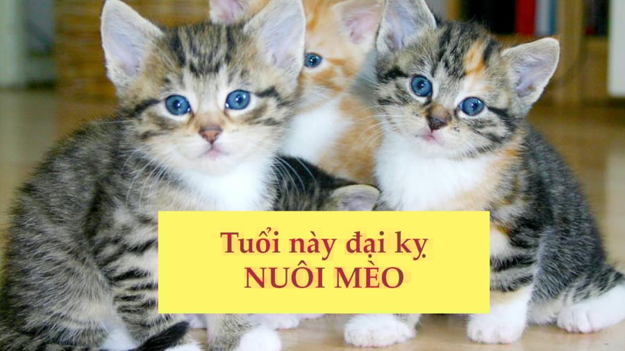 Con Mèo Tôi Nuôi Kiếp Này Gallery 1
