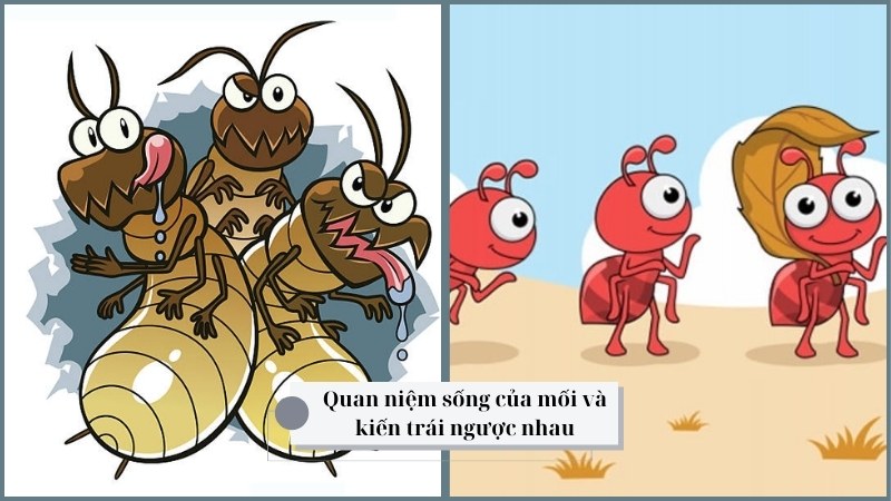 Sự Khác Biệt Giữa Con Muỗi và Con Kiến Gallery 2