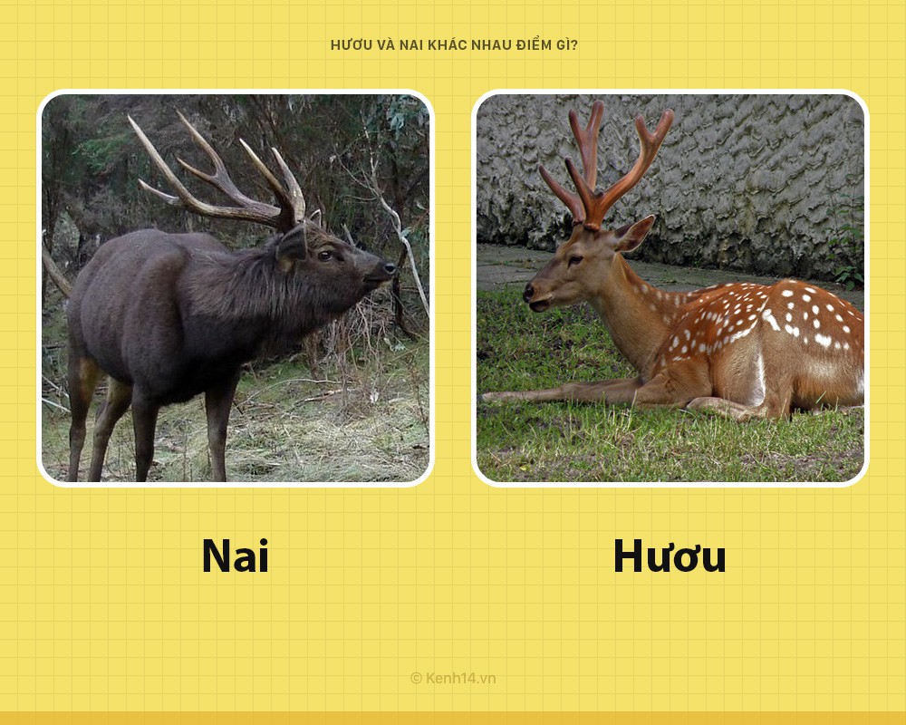Nai và Hươu: Khác biệt và điểm chung
