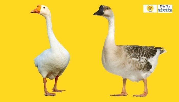 Con Ngan và Con Ngỗng: Sự Khác Biệt và Điểm Giống Nhau