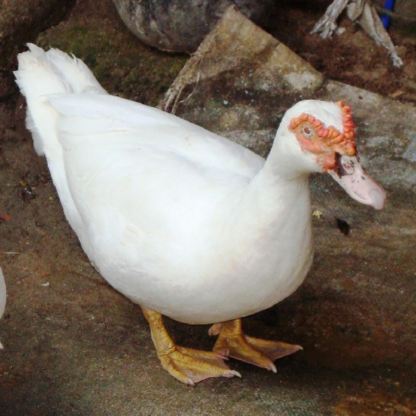 Con Ngang Hay Con Ngan? Gallery 2