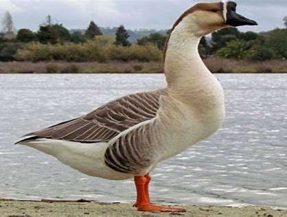 Geese: Everything You Need to Know