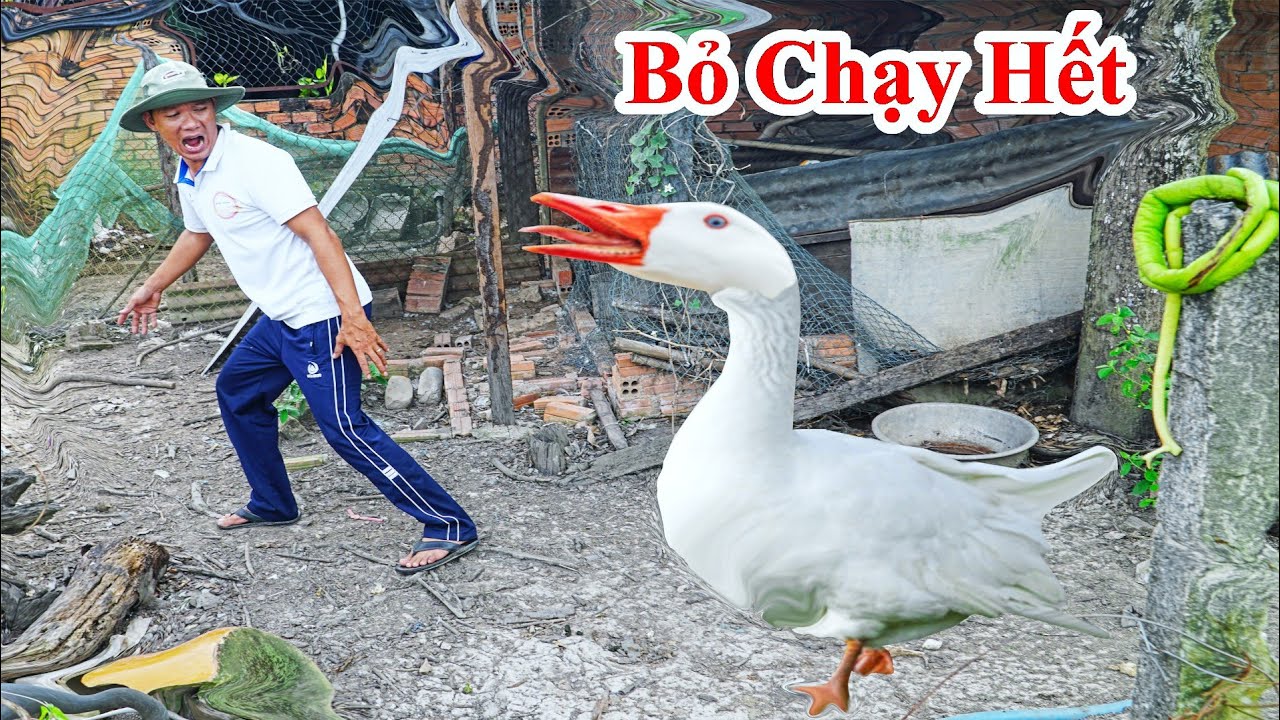 Con Ngỗng Sợ Gì Nhất?