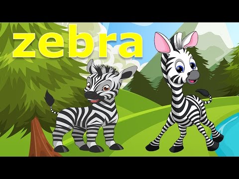 What is a Zebra in English?