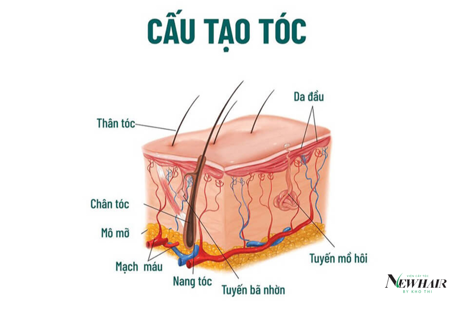 Con người có bao nhiêu sợi tóc?