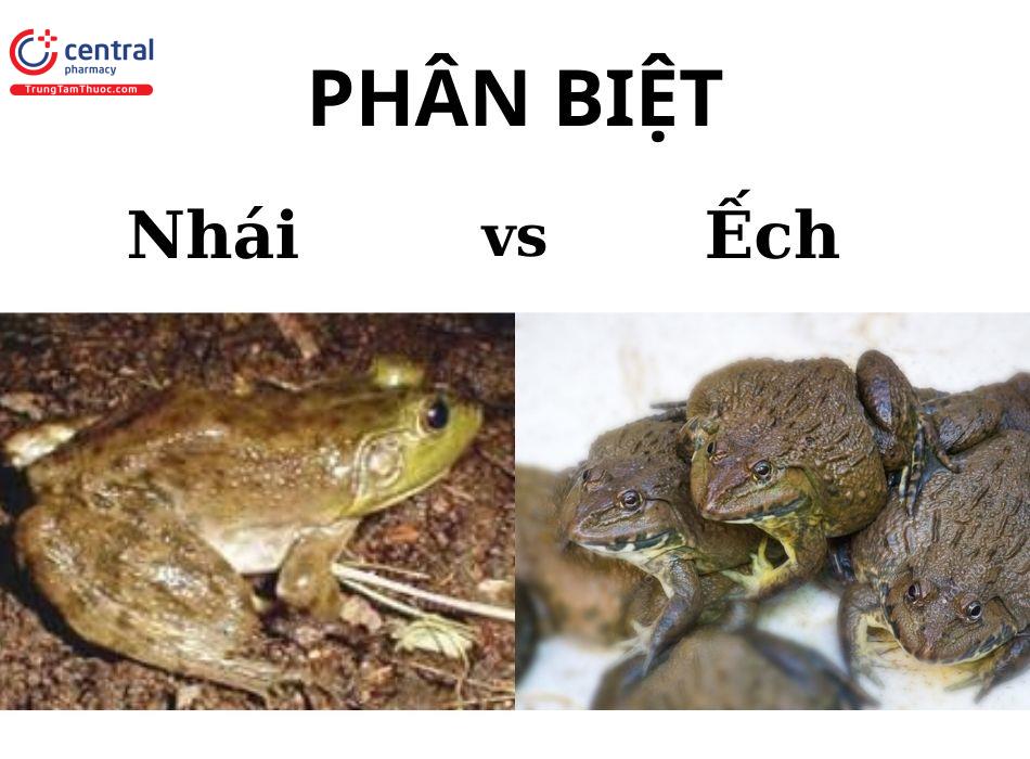 Con Nhái Có Phải Là Con Ếch Không?