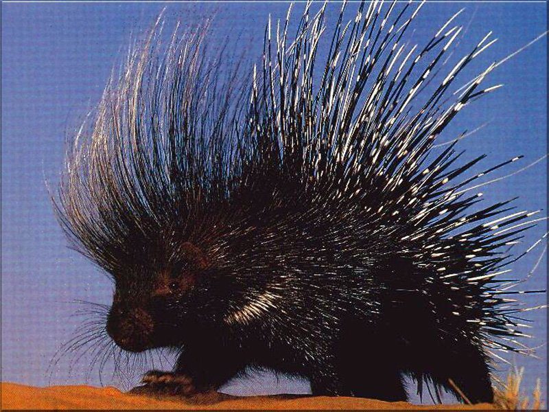 Hedgehogs: A Comprehensive Guide