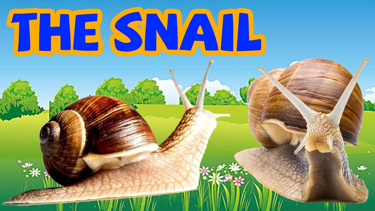 What is a Snail in English?