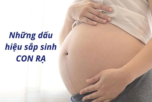Con rạ thường sinh vào tuần thứ mấy?