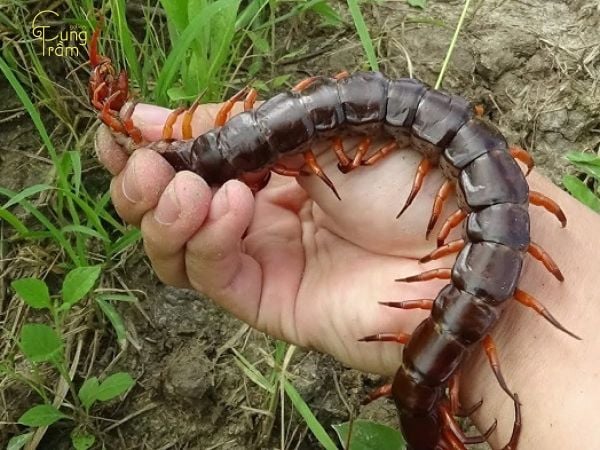 Con rít số mấy?