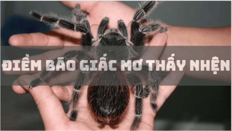 Con nhện là số mấy? Gallery 2