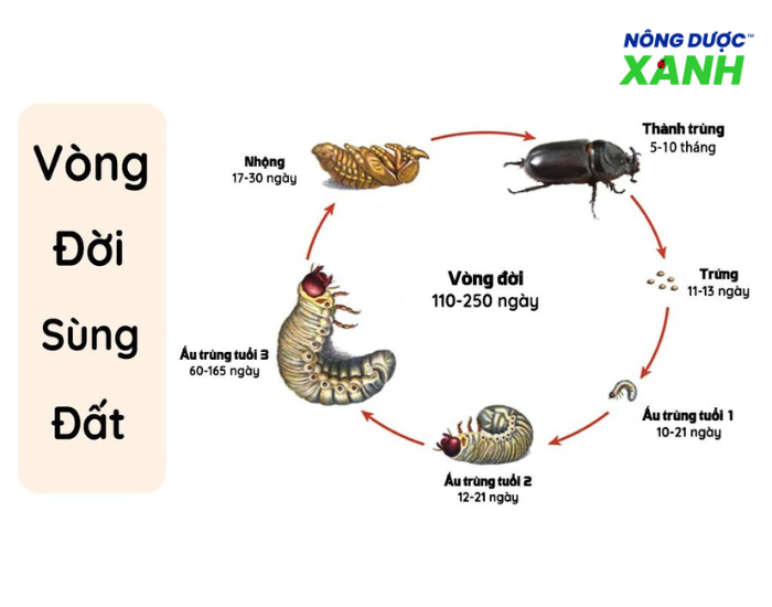 Con Sùng Đất Có Hại Không?