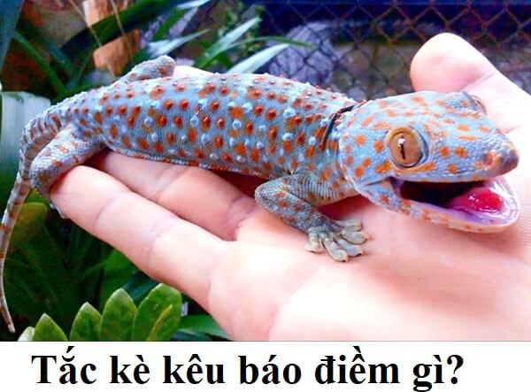 Con tắc kè số mấy? Gallery 2