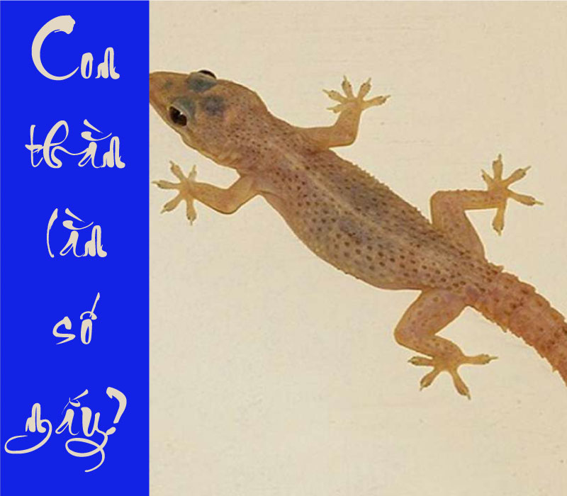 Con Thằn Lằn Đánh Số Mấy?