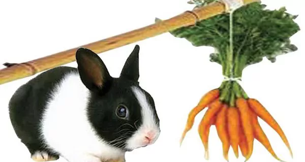 Thỏ và Cà Rốt: Mối Quan Hệ Không Thể Thiếu