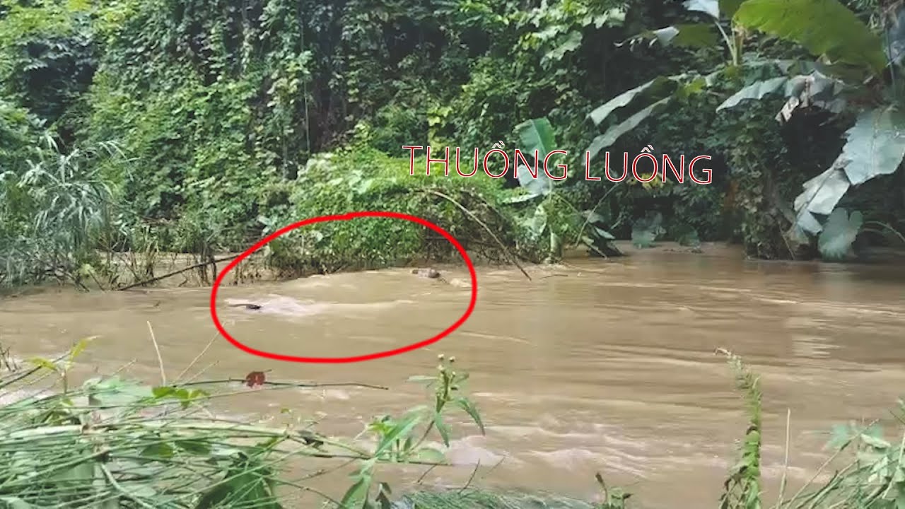 Con Thuồng Luồng Có Thật Không?