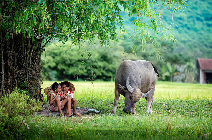 Con Trâu Là Của Bà Con Nông Dân