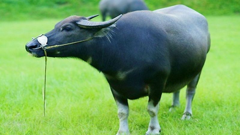 Con Trâu Màu Gì?