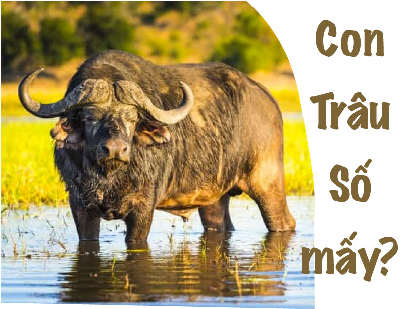 Con Trâu Số Mấy?