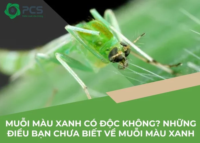 Côn Trùng Màu Xanh Lá Trong Nhà: Nhận Biết và Diệt Trừ