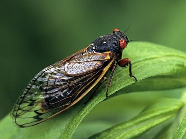 Con Ve Sầu Đánh Số May