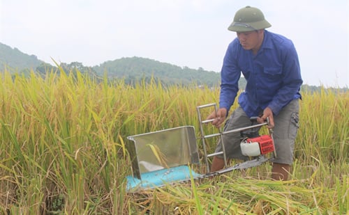 Gặt lúa bằng tay Gallery 2