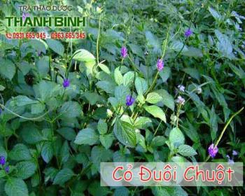 Công dụng tuyệt vời của cỏ đuôi chuột Gallery 1