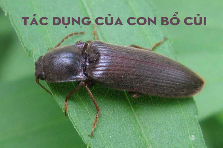 Công dụng tuyệt vời của con bổ củi