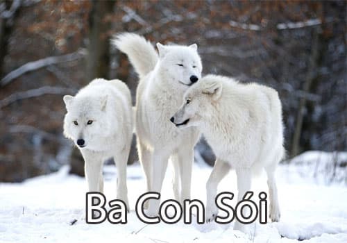 Ba Con Sói Có Gai Gallery 2