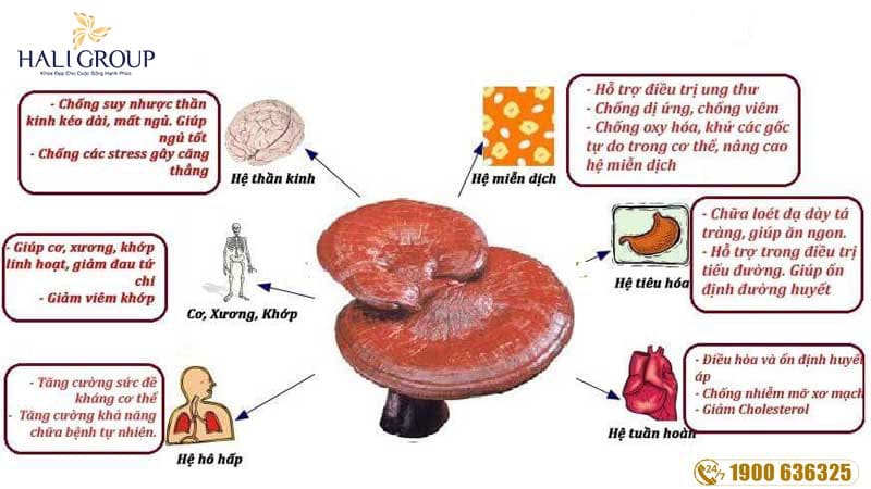 Ca Lỉnh Chi Là Gì? Gallery 2