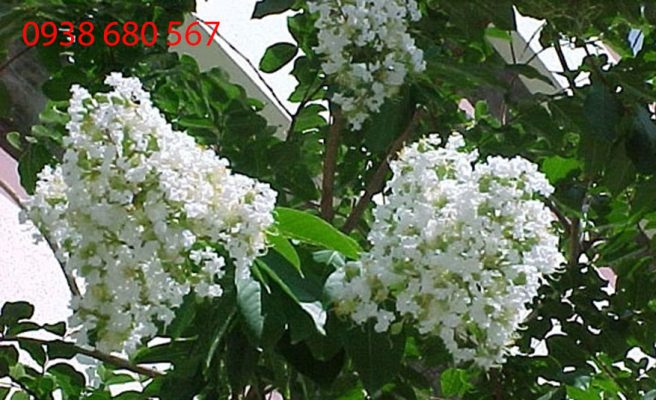 Cây Bằng Lăng Trắng Gallery 2