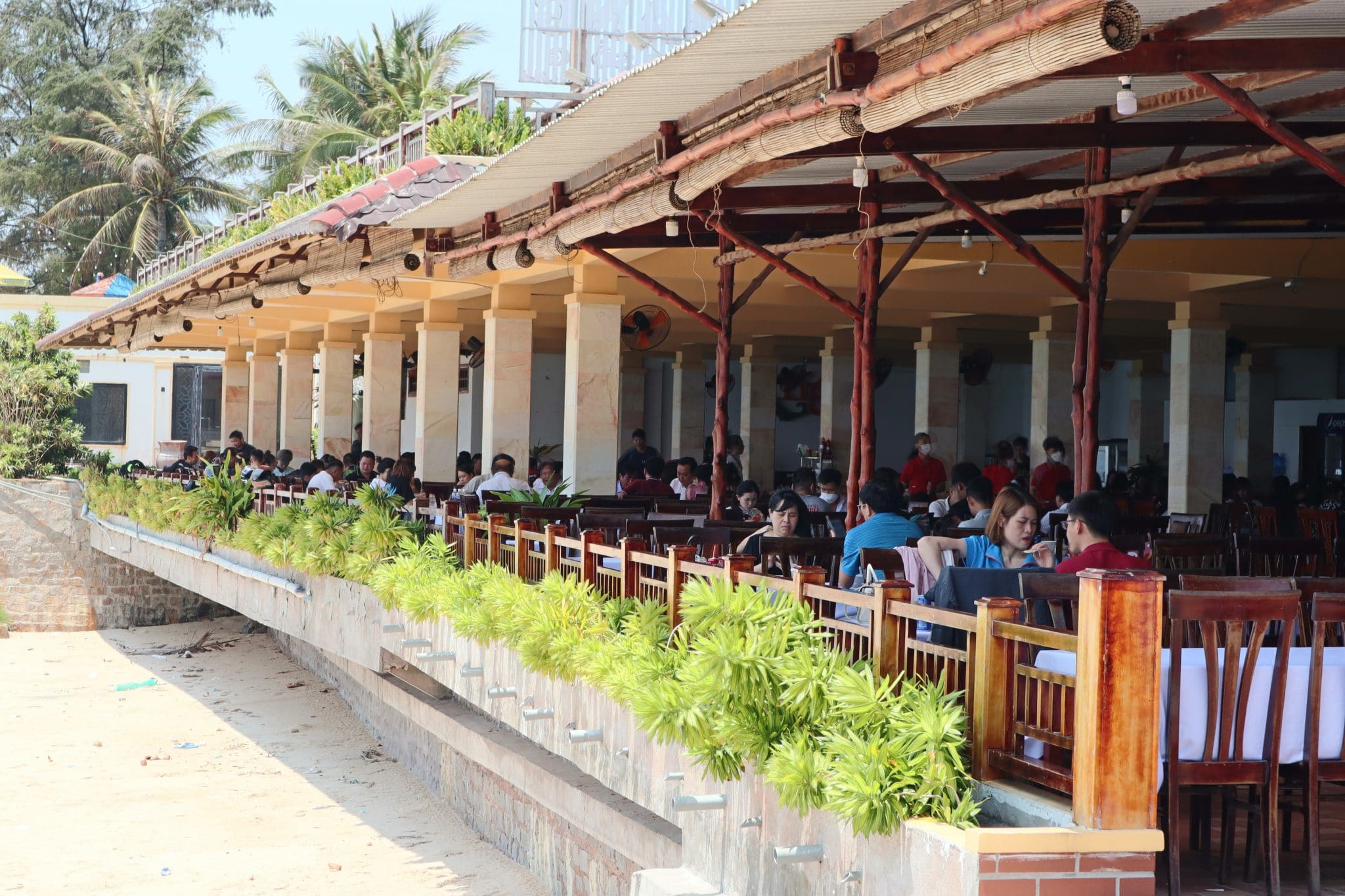 Cây Bàng Phan Thiết: Thông tin chi tiết và vẻ đẹp ấn tượng Gallery 2