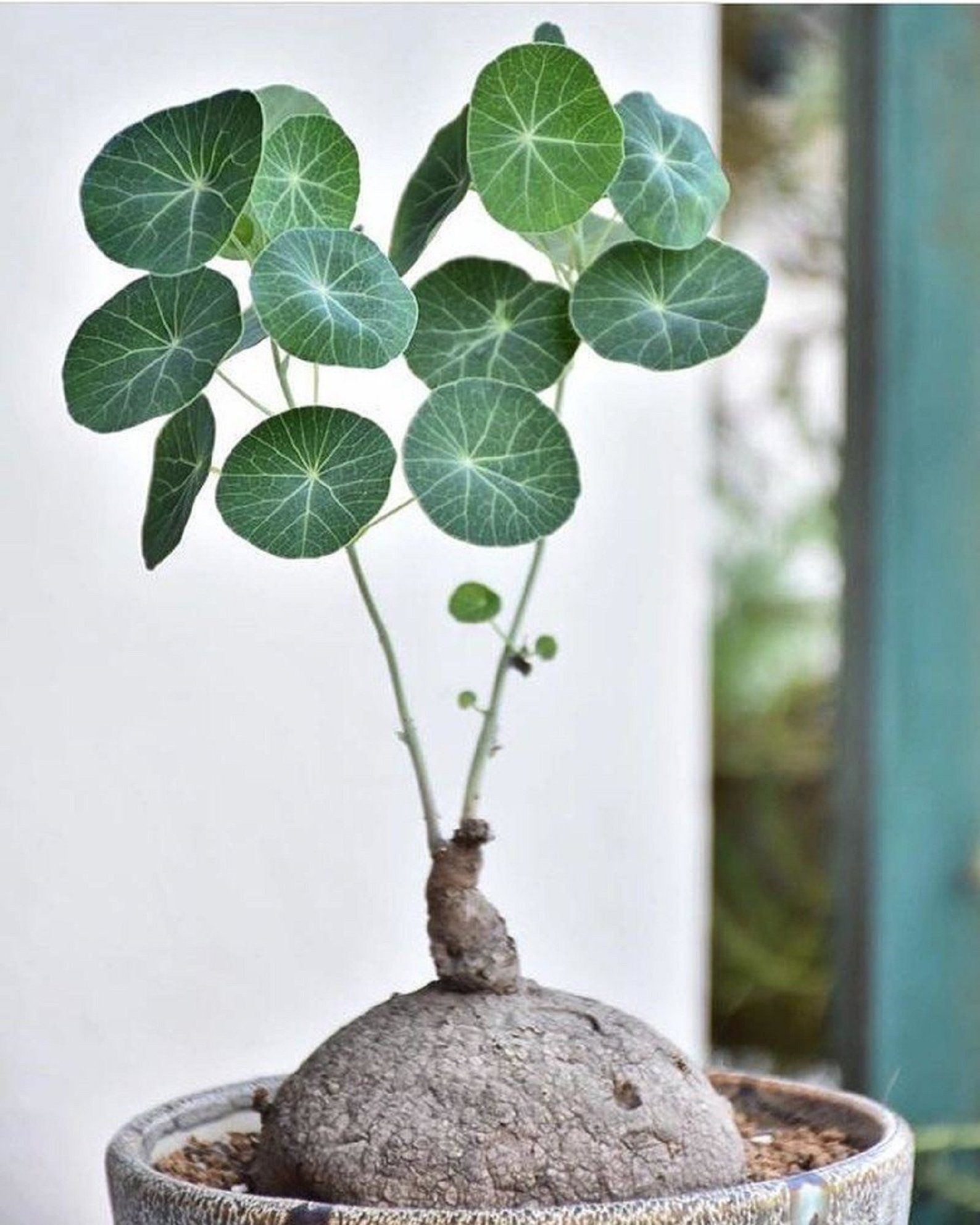 Cây Bình Vôi Có Tác Dụng Gì? Gallery 2