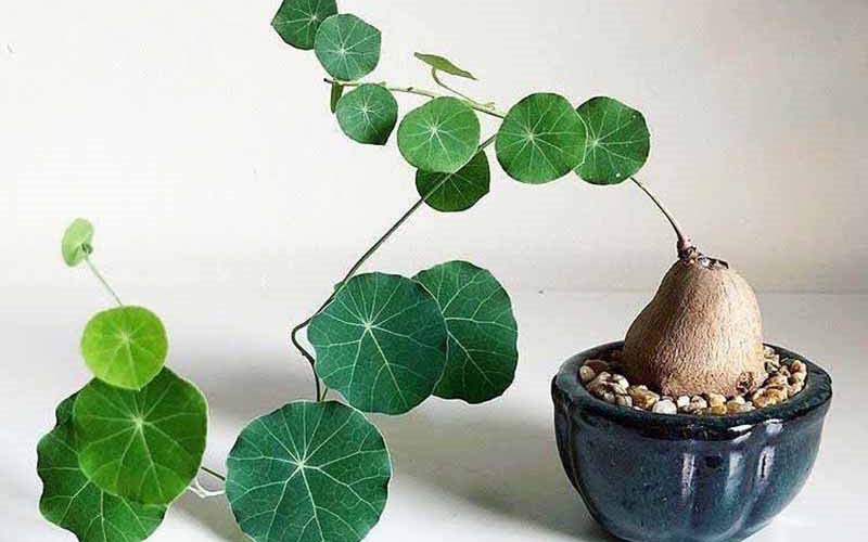 Cây Bình Vôi Có Tác Dụng Gì? Gallery 1