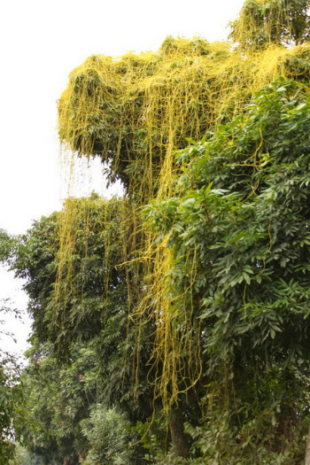 Cây Dây Tơ Hồng Gallery 2