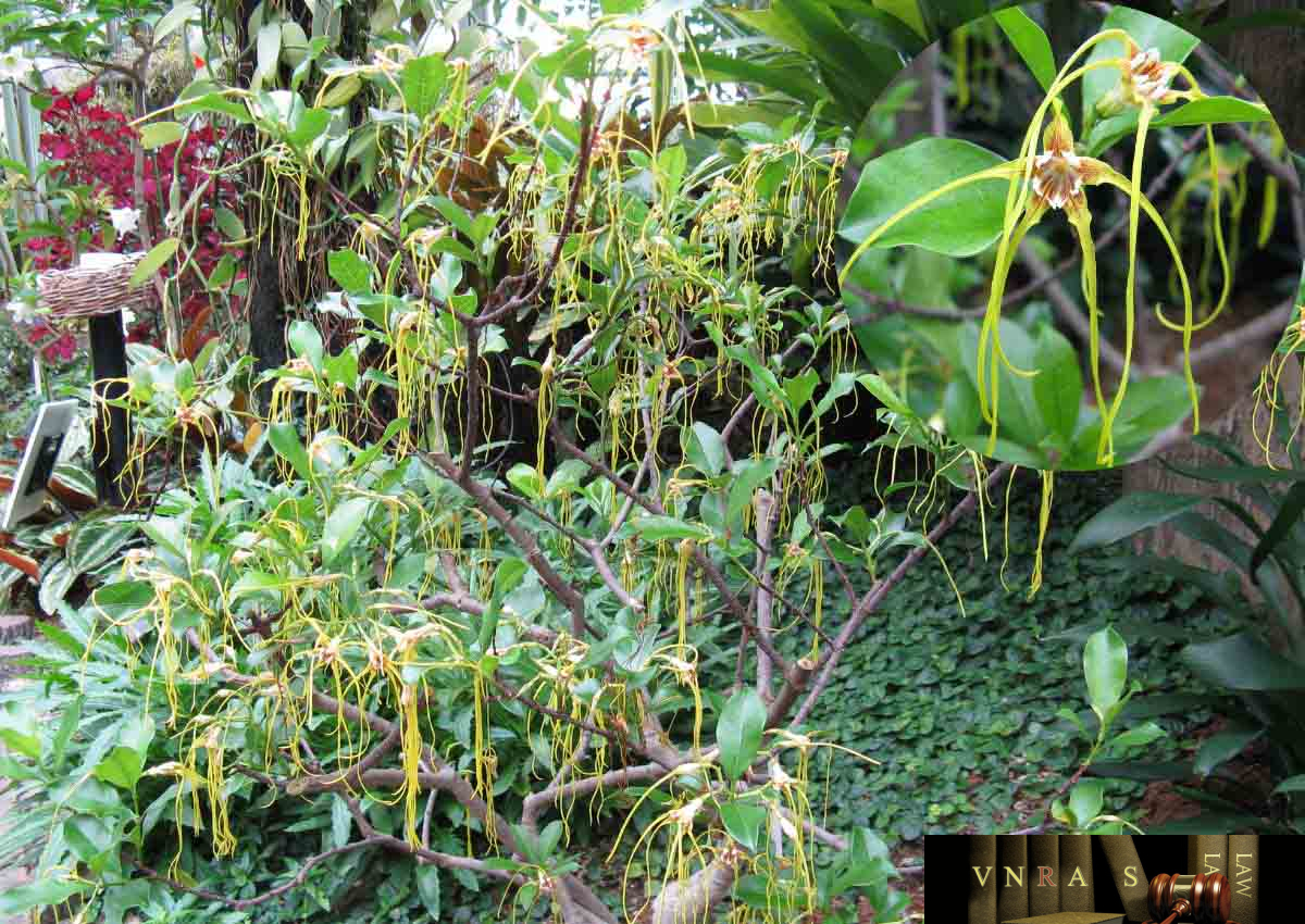 Cây Gai Sừng Trâu: Tác dụng, công dụng và cách sử dụng Gallery 2