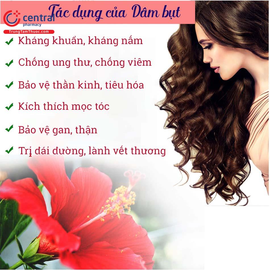 Cây Râm Bụt Ta Gallery 2