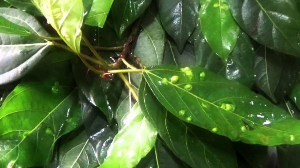 Cây Sung Lá To: Đặc Điểm, Công Dụng Và Cách Trồng Gallery 2